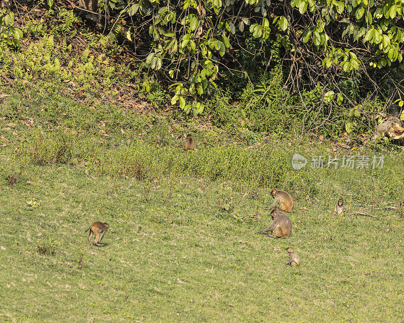 一个恒河猴家族，猕猴，卡齐兰加，印度