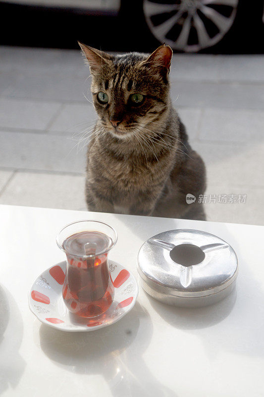 流浪虎斑猫和土耳其茶