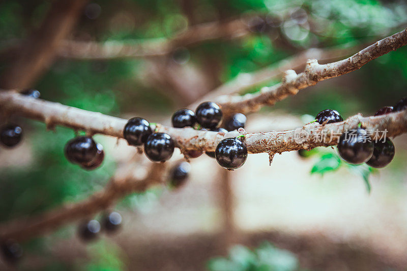 Jabuticaba