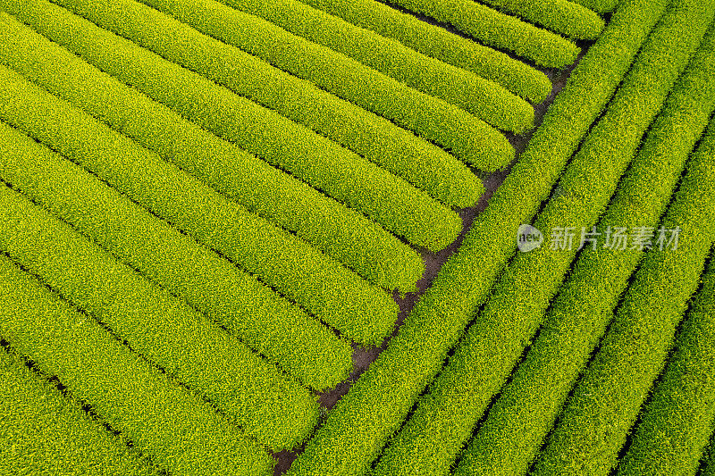 俯瞰美丽的茶园