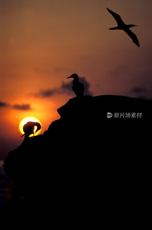 纳斯卡鲣鸟(苏拉·格兰蒂)是鲣鸟科的一种大型海鸟，原产于东太平洋。蓬塔苏亚雷斯，胡德岛，加拉帕戈斯群岛国家公园。飞越夕阳的颜色与橙色。轮廓。