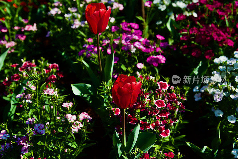 栗色橡木，紫色茄子和紫红色粉，花，图文巴，昆士兰