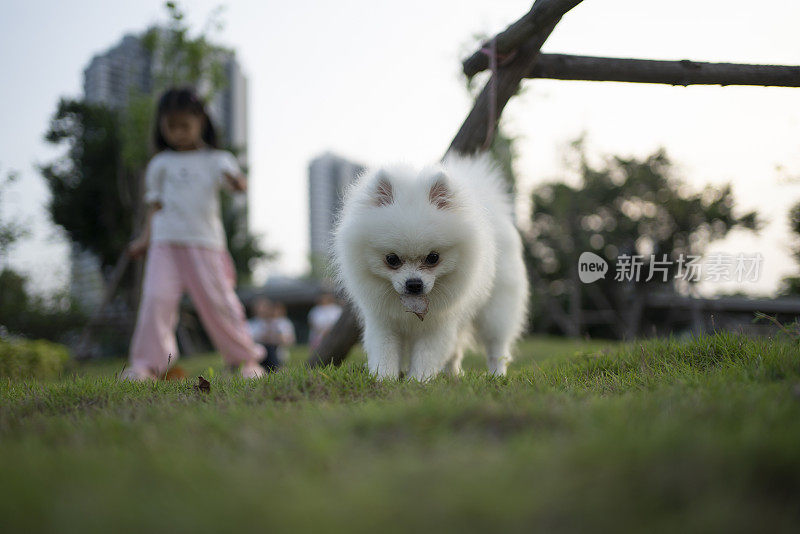 亚洲小女孩和她的宠物狗在公园里玩游戏