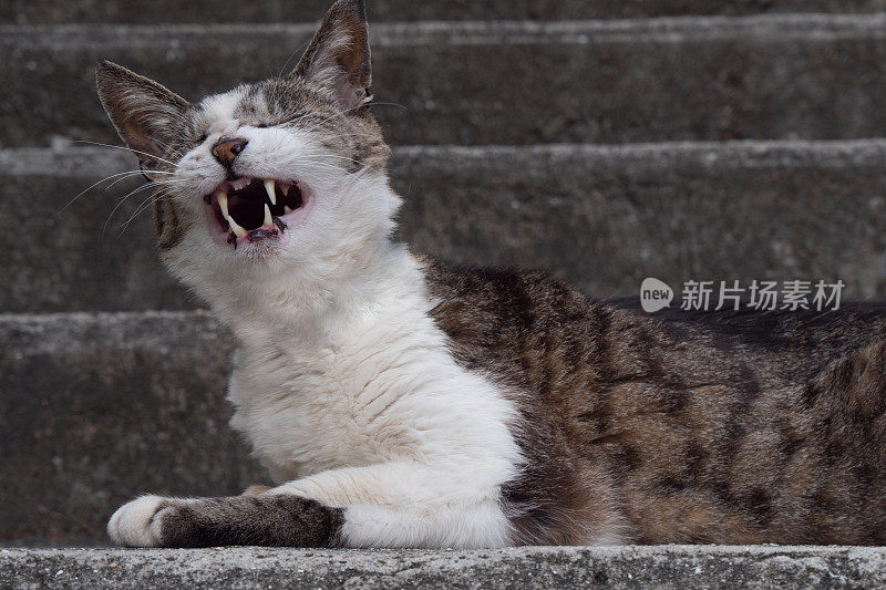 一只猫躺在楼梯上