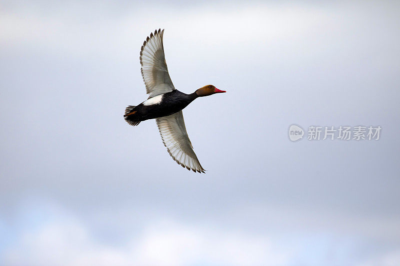 会飞的鸭子。Red-crested红头潜鸭。(内特rufina)。蓝天背景。