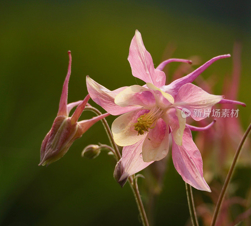 pinkcolumbine