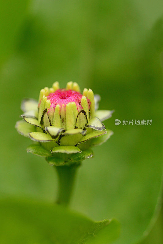 Zinnia芽