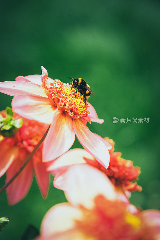 美丽的夏日花大丽花“完全橘色”与蜜蜂收集花粉