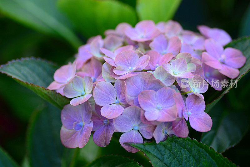 绣球花macrophylla