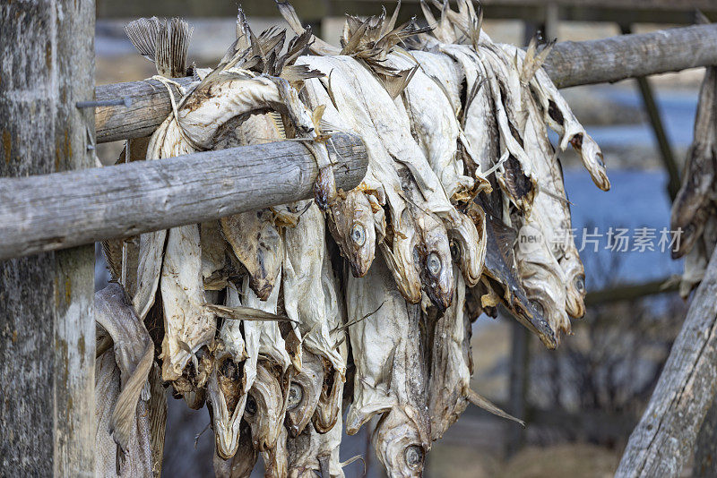 罗弗敦群岛上挂在特殊架子上晾干的鳕鱼