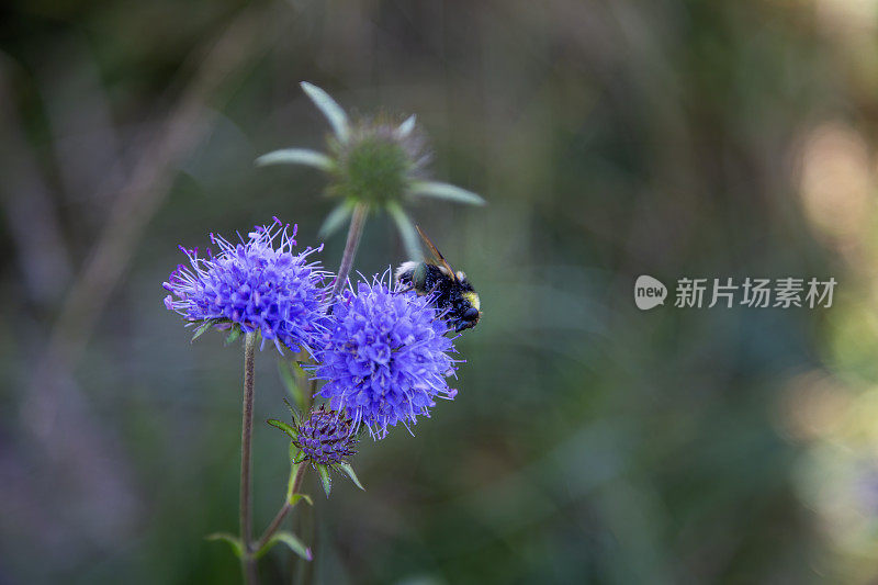 大黄蜂在花上绽放