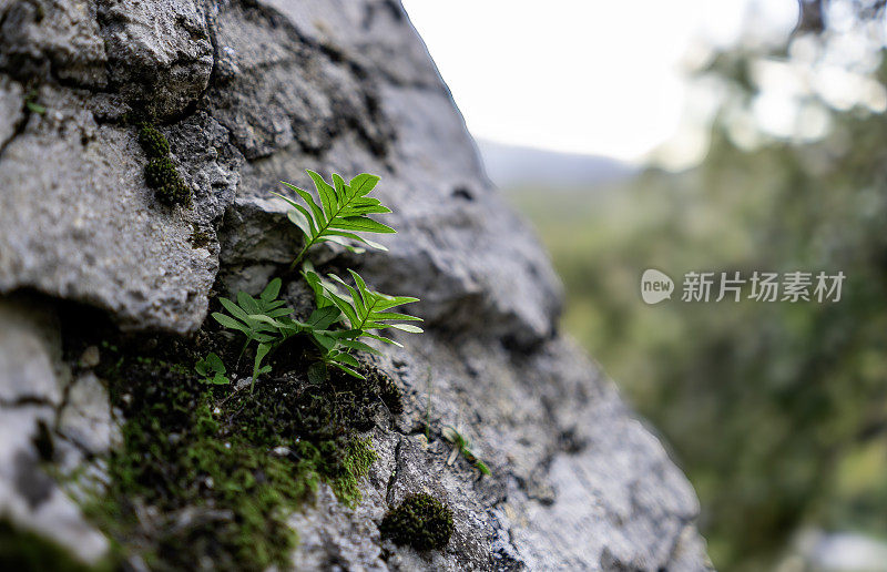 大自然的力量