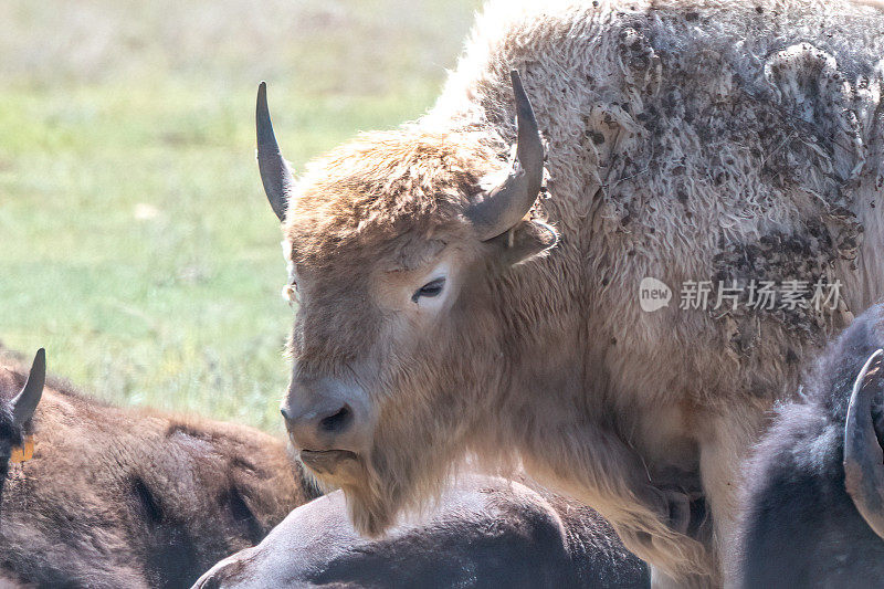 科罗拉多州西部稀有的白水牛，是美洲原住民的精神象征