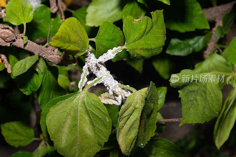 螨虫侵入芙蓉植物，蚂蚁将螨虫挤出