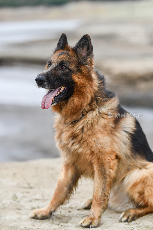 户外德国牧羊犬的警戒状态