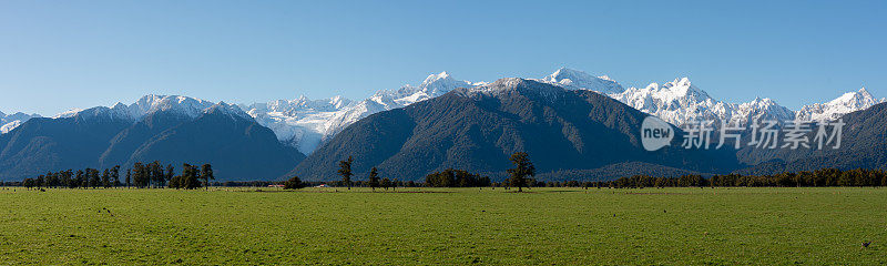 Kahikatea树和南阿尔卑斯山