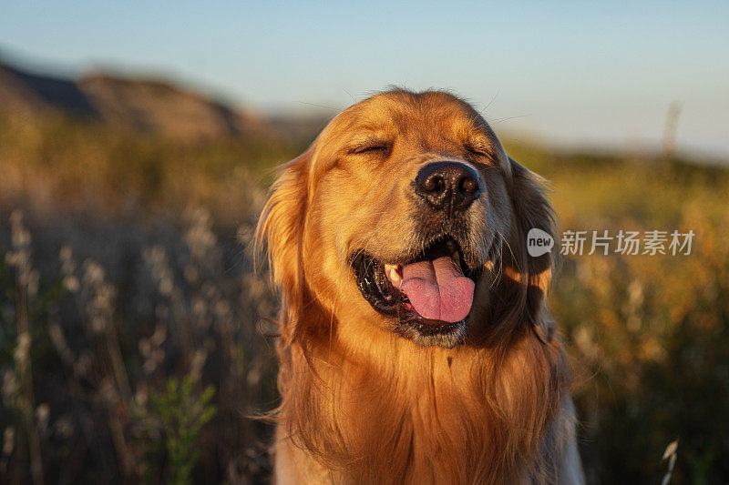 在温暖的午后阳光下，金毛猎犬在草地上散步的肖像。