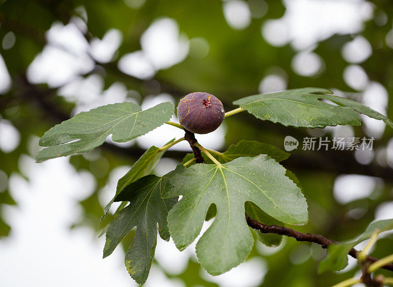 靠近无花果树。新鲜成熟的无花果。