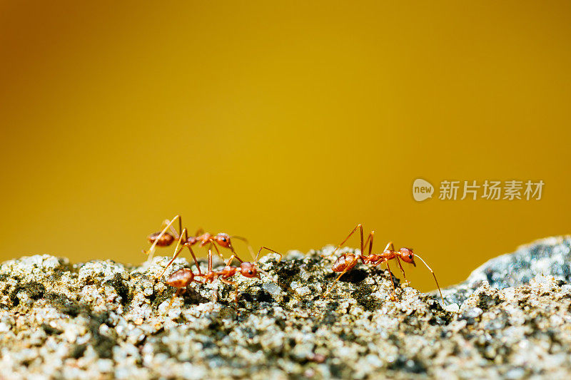 黄底岩石上的红蚂蚁。