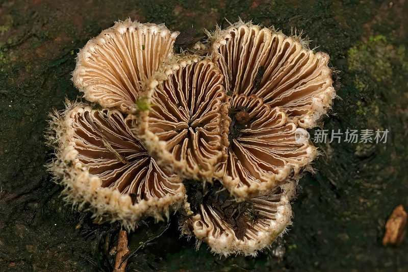 一个支架真菌的特写，裂叶菌群落在腐烂的木头上