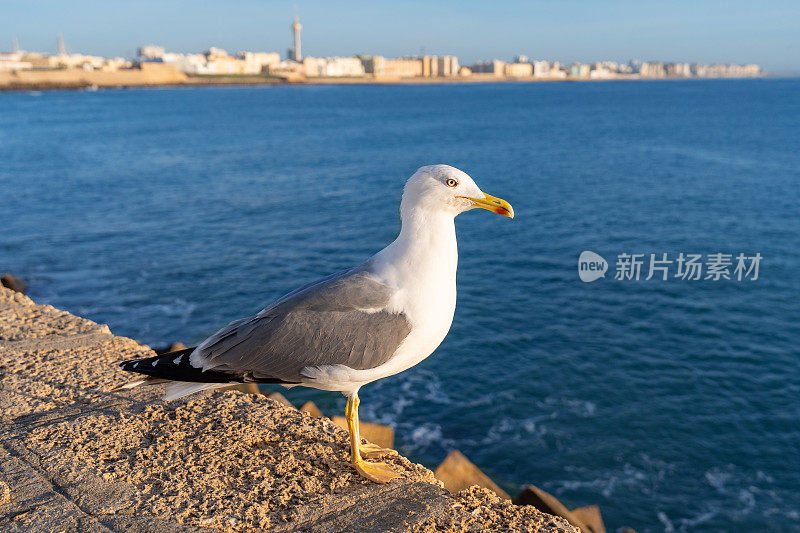 加的斯城市的天际线和海滩与海鸥在西班牙安达卢西亚