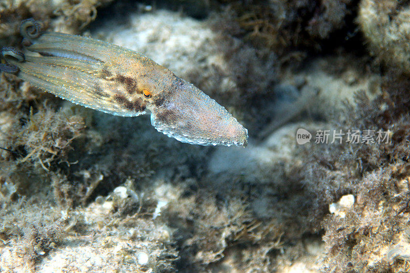 一只美丽的彩色普通章鱼，一种头足类动物，在清澈的海洋中游泳，像滑翔一样移动。