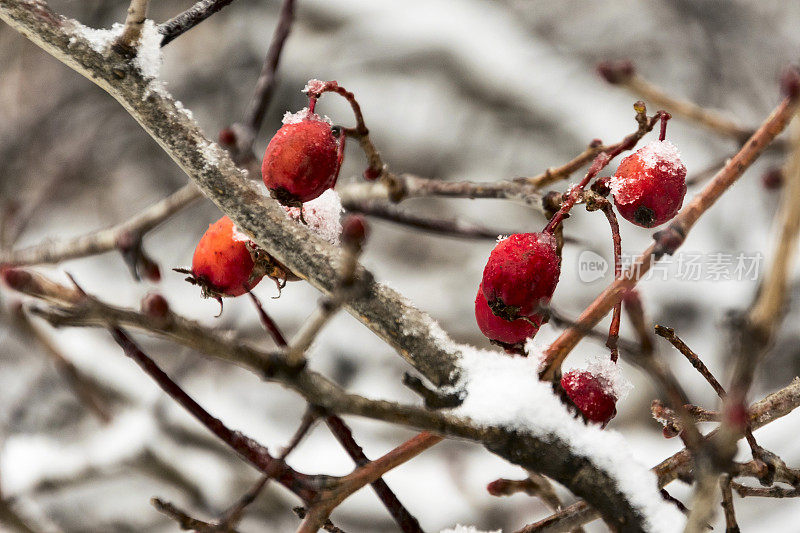 树枝上结着红浆果，洒着雪