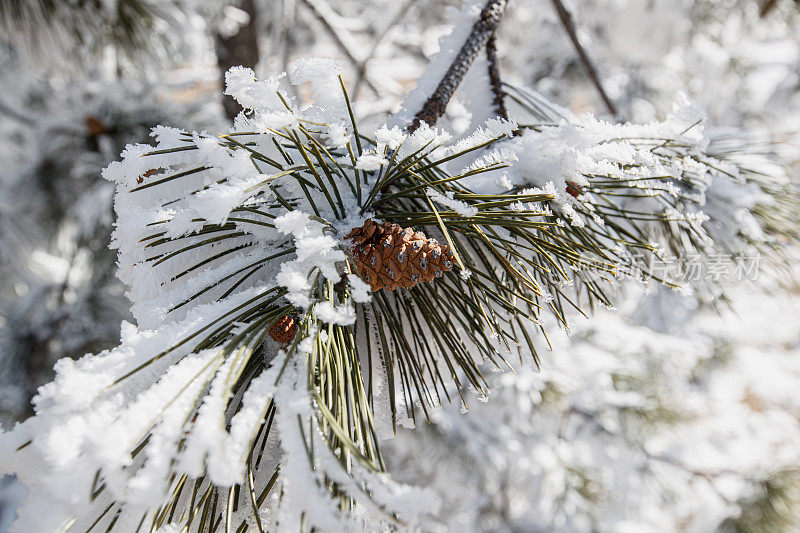 积雪覆盖的树枝上长着针叶的松果特写