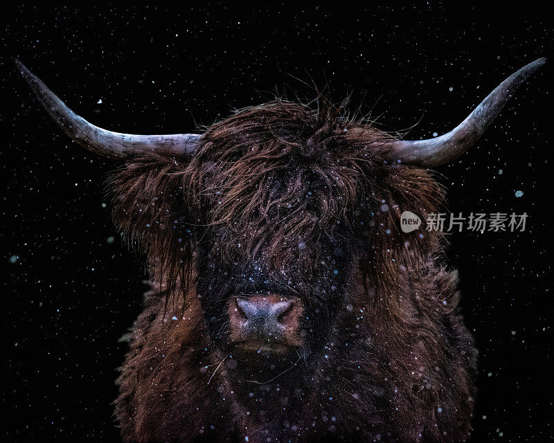黑色背景的高地牛在雪地里的特写镜头