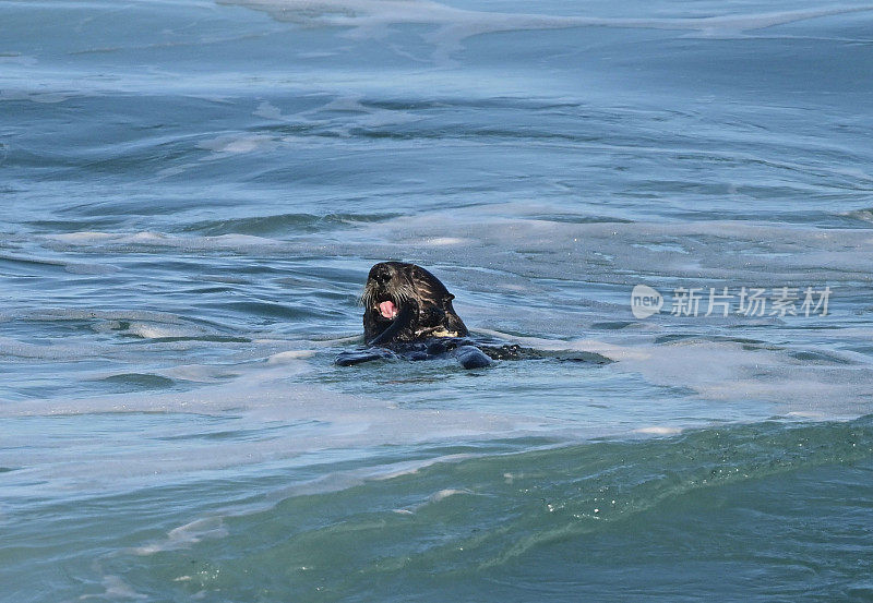 海獭