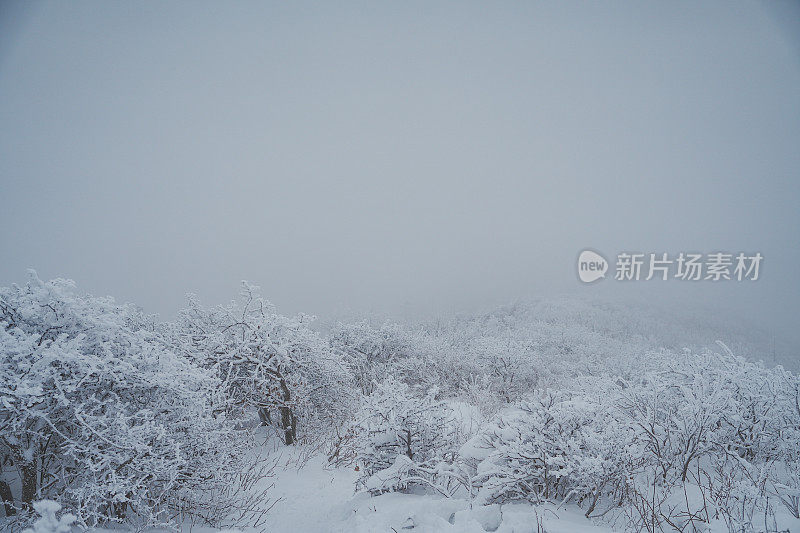 硬霜枝(雪山)