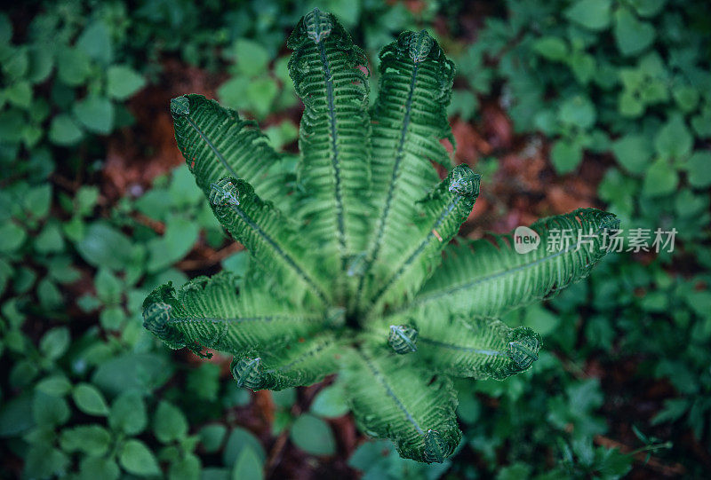 蕨类植物的叶子