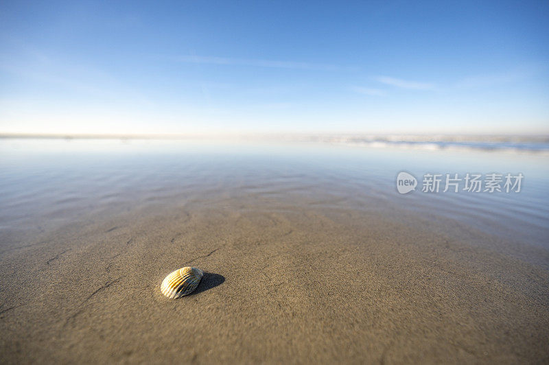 剃刀贝壳在空旷的海滩上，景深有限