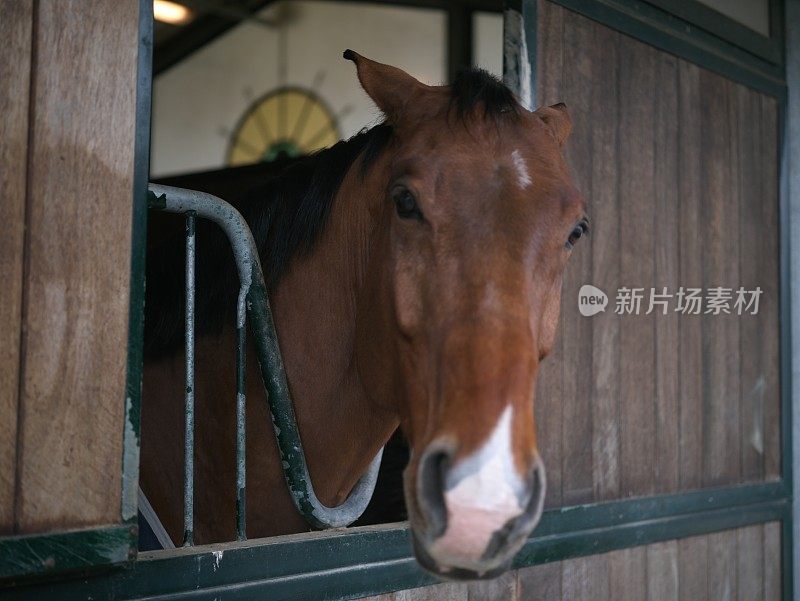 盒子里的马