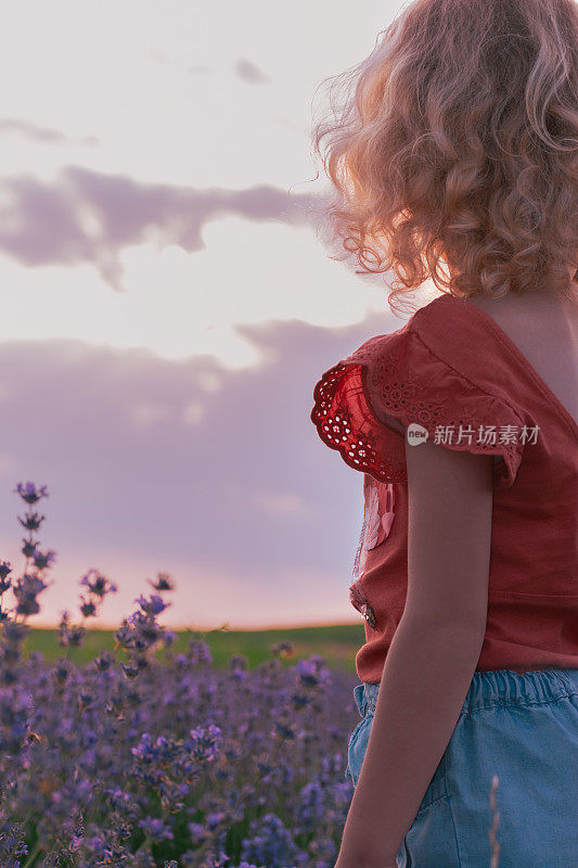 卷曲的女孩欣赏风景如画的日落在紫色的薰衣草花田。启发童年梦想的场景，鼓舞人心，和谐美丽的大自然。全家暑假、郊游、户外放松