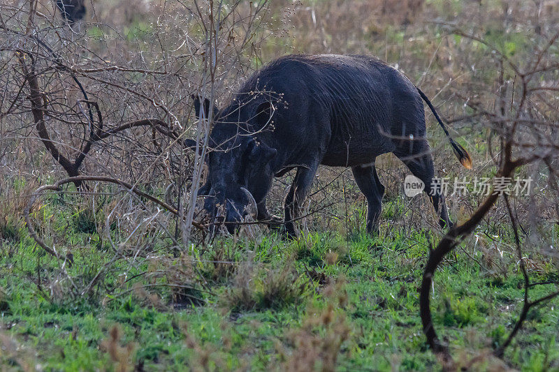 坦桑尼亚塞伦盖蒂国家公园的普通疣猪(非洲疣猪)。野生动物的照片
