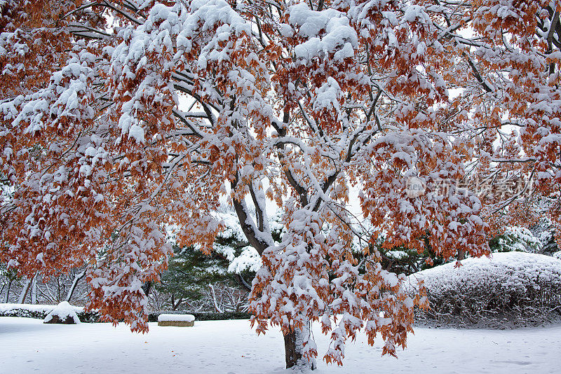雪盖枫树