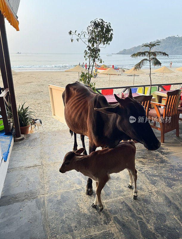 印度果阿，Palolem海滩，棕色的印度圣牛和小牛站在海滩餐厅铺成的凸起的天井区