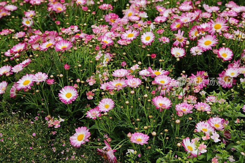 Argyranthemum