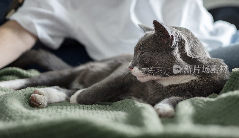 可爱的猫咪和主人躺在家里客厅的沙发上