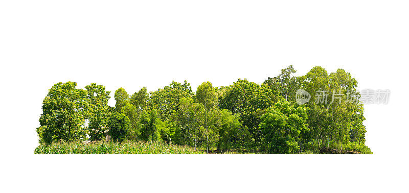 组绿色树孤立在白色背景。切断林木线。一排绿色的树木和灌木在夏天孤立在白色的背景上。ForestScene。高品质的剪切掩模。