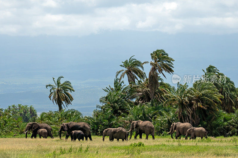 非洲肯尼亚安博塞利的野生动物园。非洲大草原上的大象家族和象群。