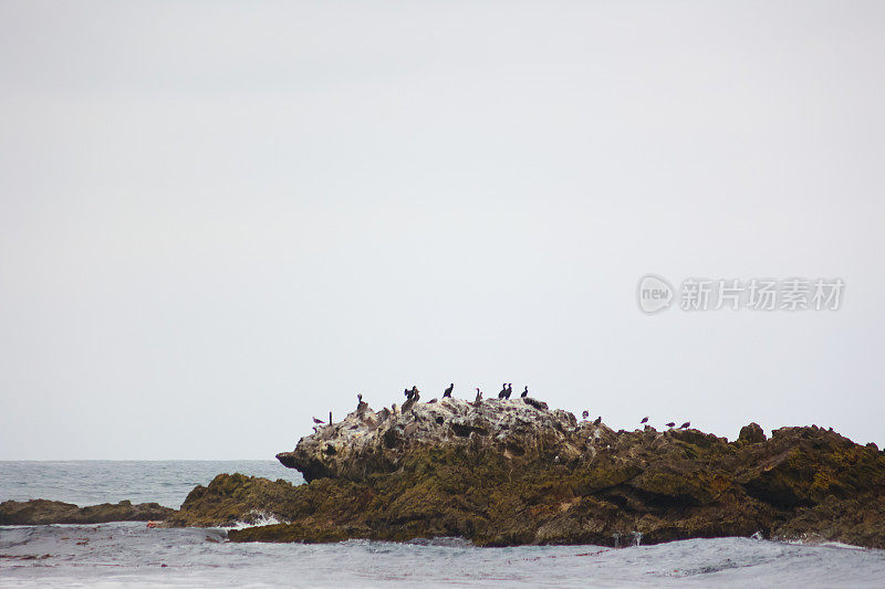 鹈鹕和海鸟在太平洋的岩石上