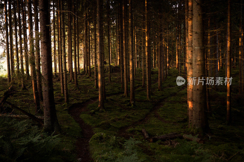 健康的自然环境在美丽的森林，一个清晨的阳光在树干之间