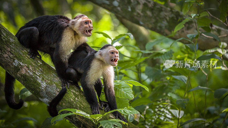 哥斯达黎加卡惠塔国家公园，两只白脸僧帽猴宝宝在树顶