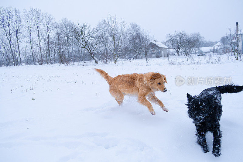 雪地里的乐趣