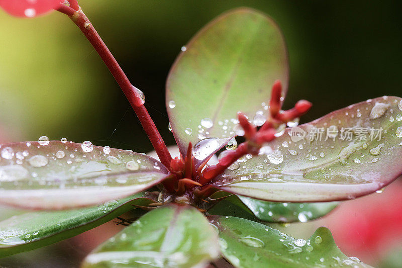 雨水落在植物上