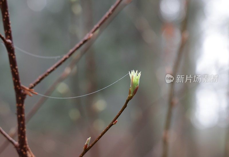 加拿大西部森林中的新芽