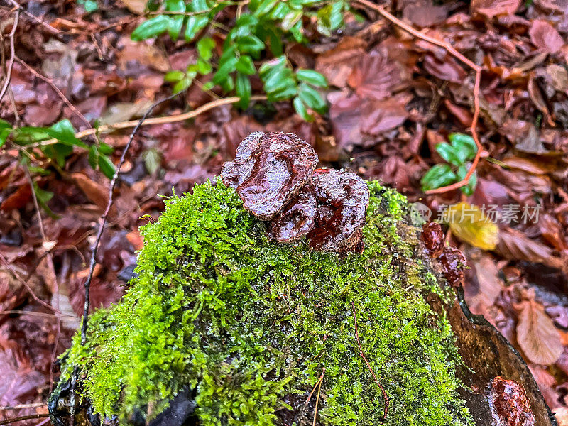 长满苔藓的湿树桩上的蘑菇。