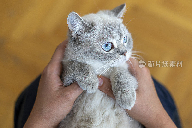 蓝眼睛品种的猫看起来很可爱